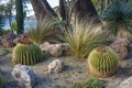 Echinocactus grusonii, popularly known as the golden barrel cactus