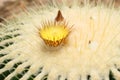 Echinocactus grusonii