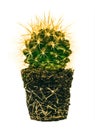 Echinocactus Grusonii, root system Royalty Free Stock Photo