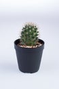 Echinocactus grusonii v.albispinus Royalty Free Stock Photo