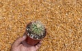 Echinocactus grusonii var. albispinus cactus holding in a hand Royalty Free Stock Photo