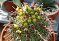 Echinocactus grusonii variety of cactus plant Royalty Free Stock Photo