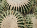 Textured plants of echinocactus grusonii