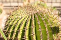Echinocactus ingens Var. Viznaga Native From Mexico Royalty Free Stock Photo