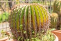 Echinocactus ingens Var. Viznaga Native From Mexico Royalty Free Stock Photo