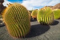 Echinocactus in Jardin de Cactus, Lanzarote, Canary Islands, Sp