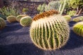 Echinocactus in Jardin de Cactus, Lanzarote, Canary Islands, Sp