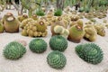 Echinocactus Montjuic Cactus park at Barcelona Royalty Free Stock Photo