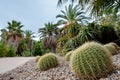 Echinocactus at Montjuic garden at Barcelona