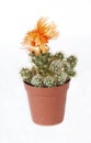 Echinocactus with orange flowers in pot isolated on white background