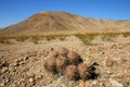 Echinocactus polycephalus, Cottontop Cactus