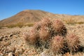 Echinocactus polycephalus, Cottontop Cactus, Many-headed Barrel