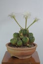 Echinocactus variegated blooming flowers. Royalty Free Stock Photo