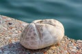 Echinocardium cordatum, or the sea potato Royalty Free Stock Photo