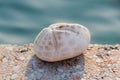 Echinocardium cordatum, or the sea potato Royalty Free Stock Photo