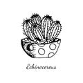 Echinocereus cactus in dot pot isolated on white background. Sketch vector illustration in doodle outline style. Concept of thorns