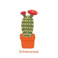 Echinocereus isolated on a white background. Cute cactus. Vector illustration in cartoon style