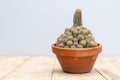 echinocereus pectinatus scheidw engelm cactus closeup Royalty Free Stock Photo