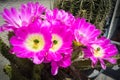 Echinocereus pentalophus flowers Royalty Free Stock Photo