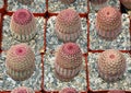 Echinocereus rigidissimus Royalty Free Stock Photo