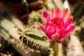 Echinocereus Scheeri Cactus