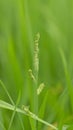 Echinochloa colona (name Echinochloa colona) Royalty Free Stock Photo