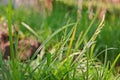 Echinochloa colonum, grass weed in sugarcane