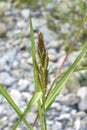 Echinochloa crus-galli in bloom Royalty Free Stock Photo