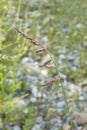 Echinochloa crus-galli in bloom Royalty Free Stock Photo