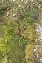 Echinochloa crus-galli close up Royalty Free Stock Photo