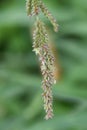 Echinochloa crus-galli.