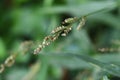 Echinochloa crus-galli.