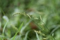 Echinochloa crus-galli.