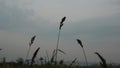 Echinochloa crus galli in the field