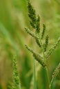 Echinochola crussgalli (Also called Echinochloa crus-galli, cockspur) with a natural background