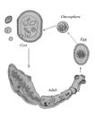 Echinococcus Granulosus Life Cycle. Hand drawing black and white sketch illustration.