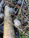 Echinocystis dry on floor in forest background