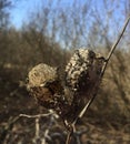 Echinocystis dry on forest background