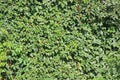 Echinocystis growing in garden. Green wall from curly plant