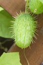 Echinocystis lobata fruit and leaves, close up