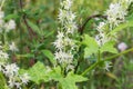 Echinocystis lobata, white cucumber flowers closeup selective focus