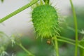 Echinocystis lobata, wild cucumber fruit