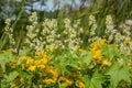 Echinocystis lobata, Wild Cucumber growing along with Goldenrods in Rural Minnesota