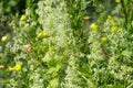 Echinocystis lobata wild cucumber white flowers Royalty Free Stock Photo