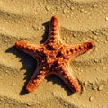 Echinoderm is known for its unique regenerative abilities, often found in Royalty Free Stock Photo