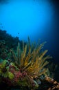 Echinodermata crinoid bunaken sulawesi indonesia lamprometra sp. underwater Royalty Free Stock Photo