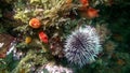 Echinoderms sea urchins on seabed of Barents Sea.