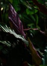 Echinodorus aflame. Dense smooth leaves, dark tones. Image of leaves to create a poster with a botanical theme.