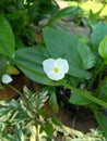 close up of blooming cute white flower ecinodorus cordifolius