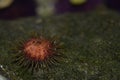 Echinoids, commonly known as sea urchins, are a class of the echinoderm edge